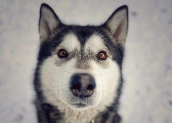 Alaskan Malamute Ranch